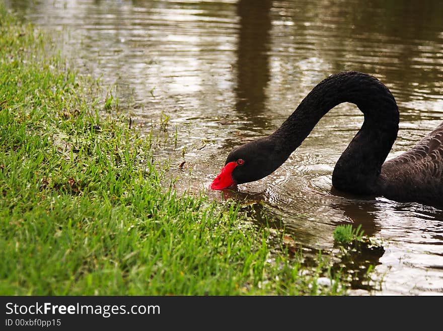 Black Swan feeding at river bank, native to Austraila. Black Swan feeding at river bank, native to Austraila