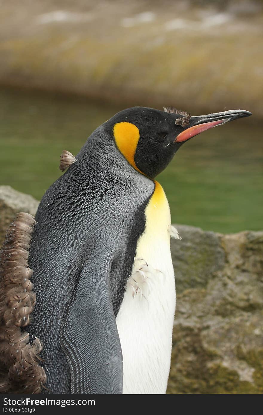 Juvenile King Penguin