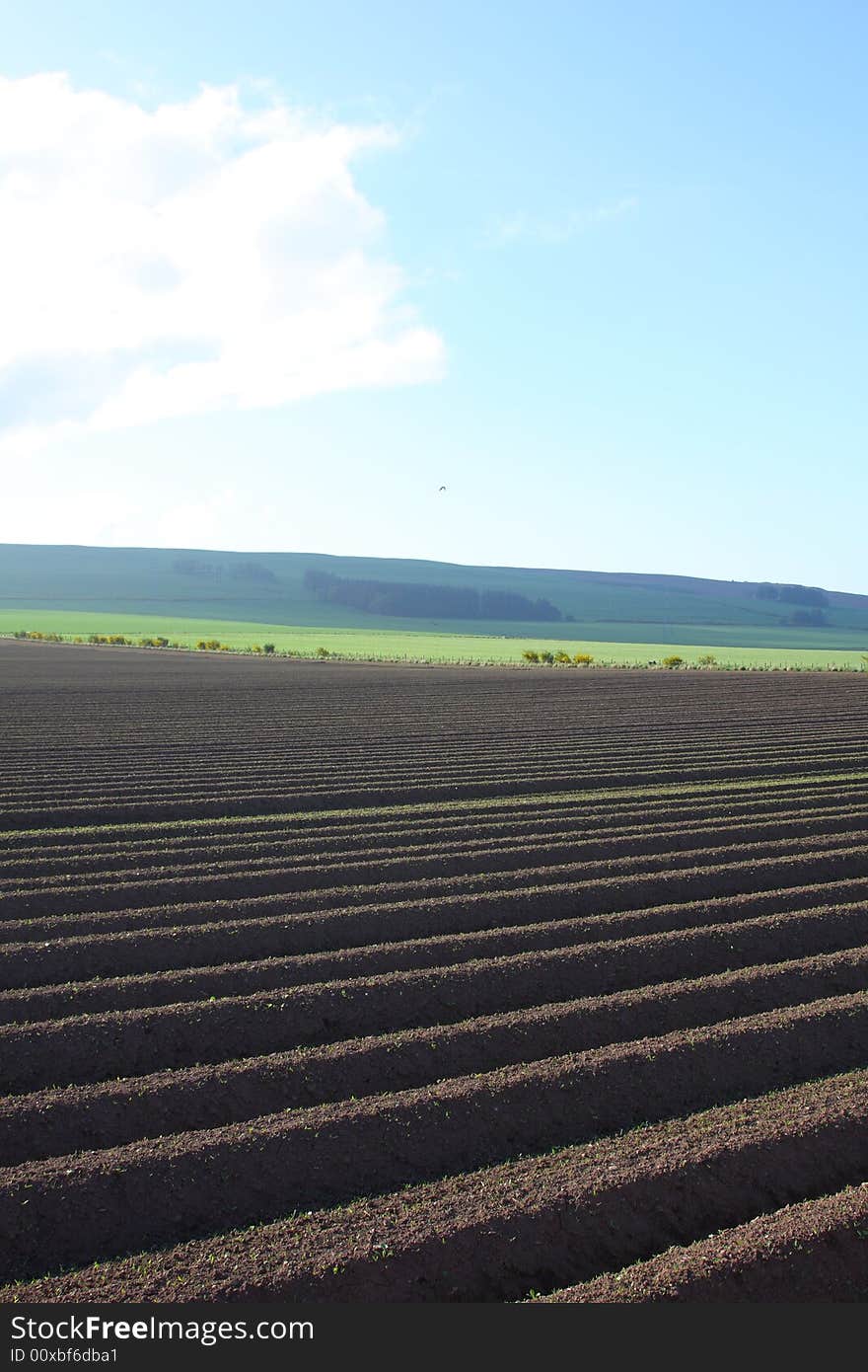 Ploughed field