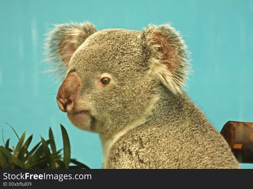 Photograph of a Koala Bear