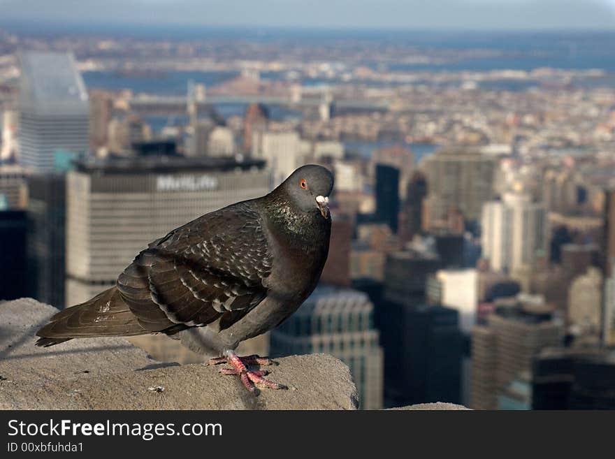 Pigeon is posed above Manhattan. Pigeon is posed above Manhattan.