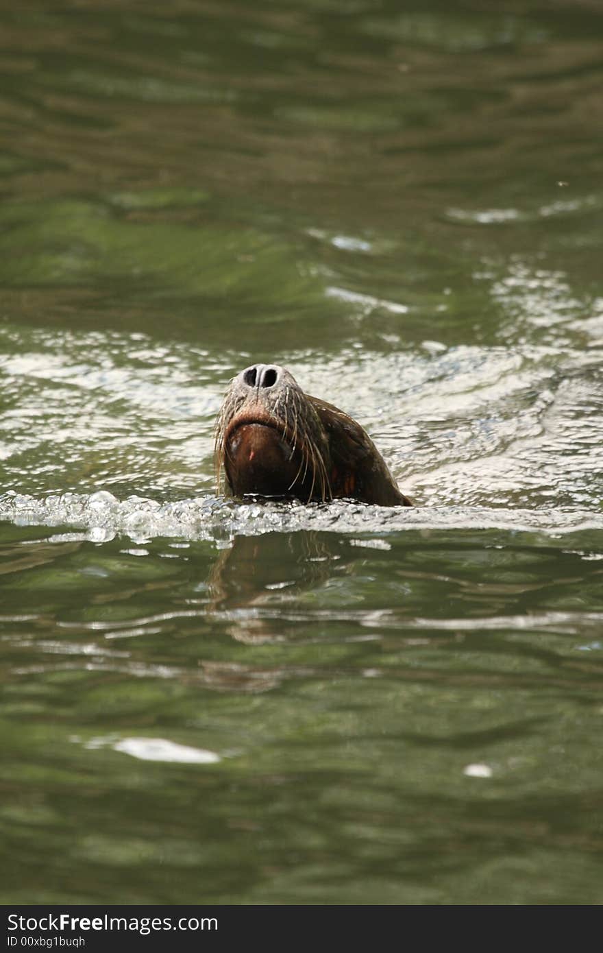 Sealion