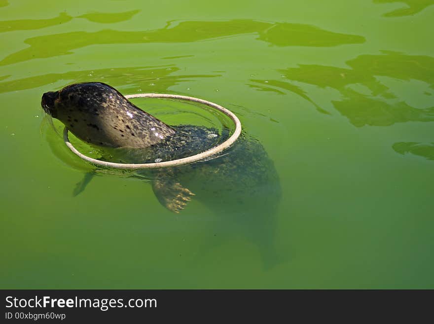 Grey Seal just North of Edinburgh, Scotland