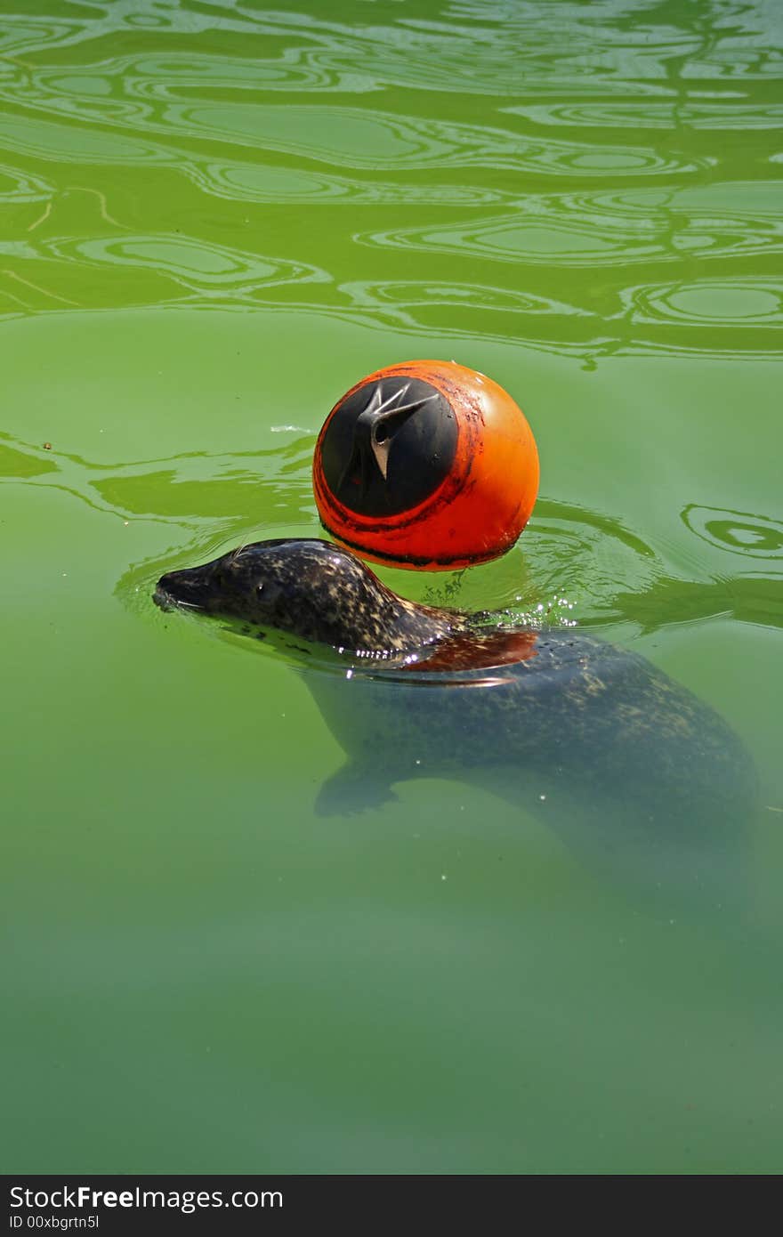 Grey Seal just North of Edinburgh, Scotland