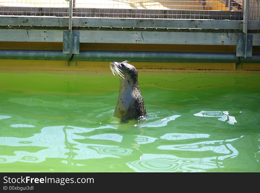 Grey Seal just North of Edinburgh, Scotland