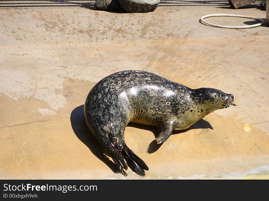 Grey Seal just North of Edinburgh, Scotland