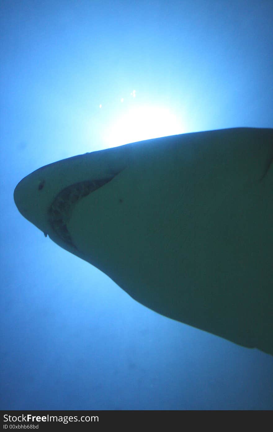 Raggie Tooth Shark (Sand Tiger)