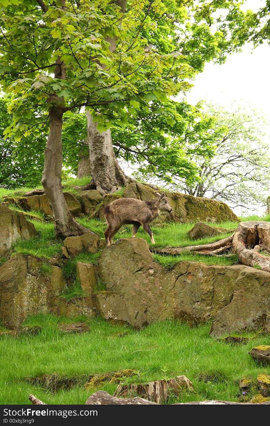 Himalayan Goral