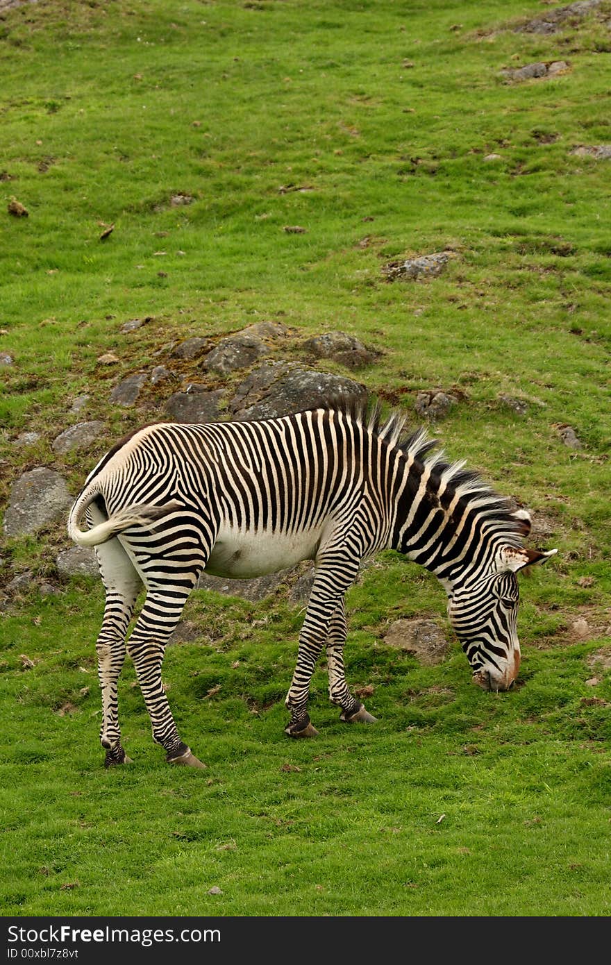 Photograph of a Zebra at Edinburgh Zoo