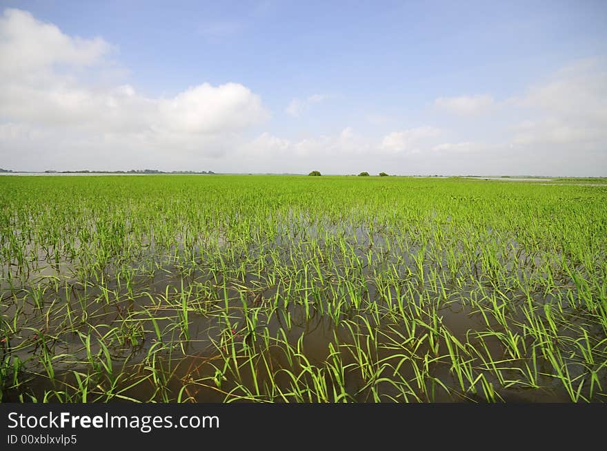 Ayapel Swamp_64