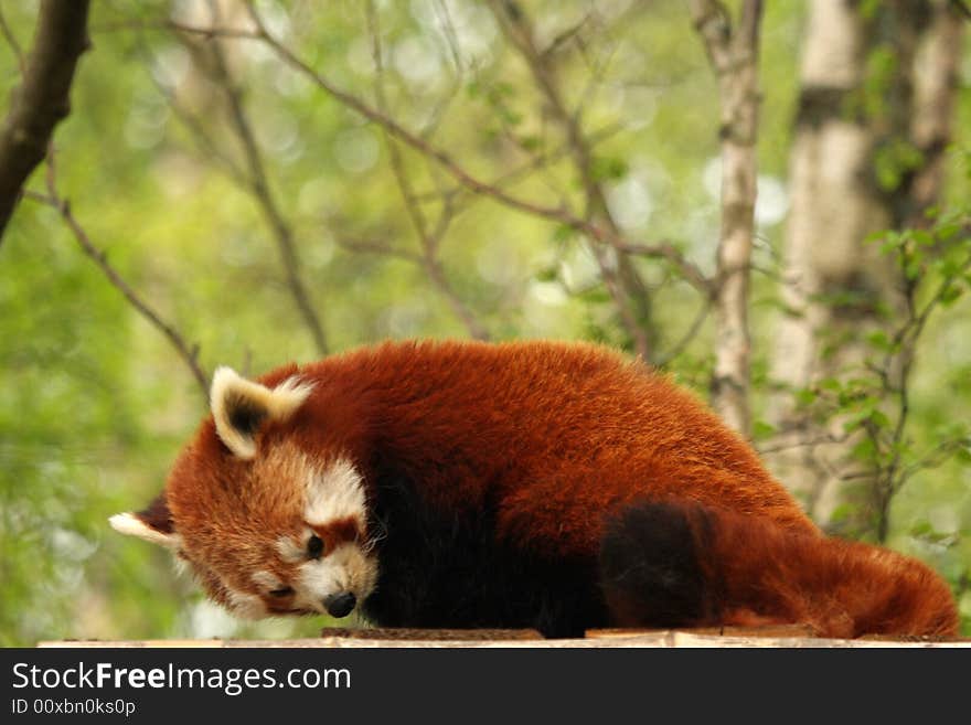 Photograph of a red panda