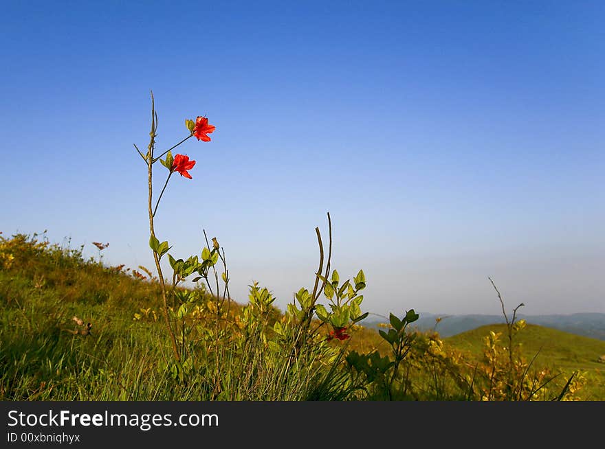 The azalea with the background of Blue Sky in the sunset. The azalea with the background of Blue Sky in the sunset