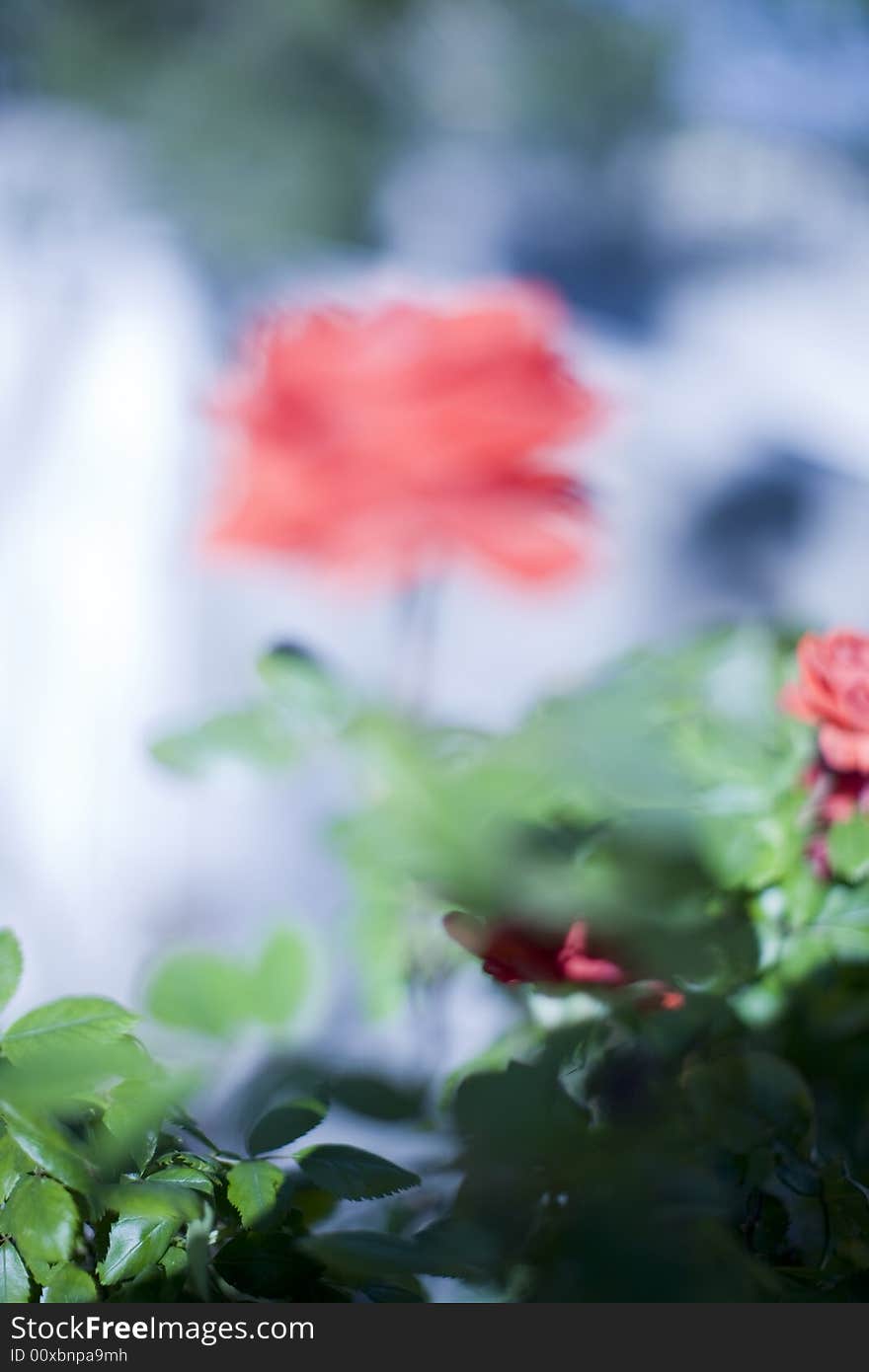 Blurred rose in the background in the summer with green leaves under a blue sky