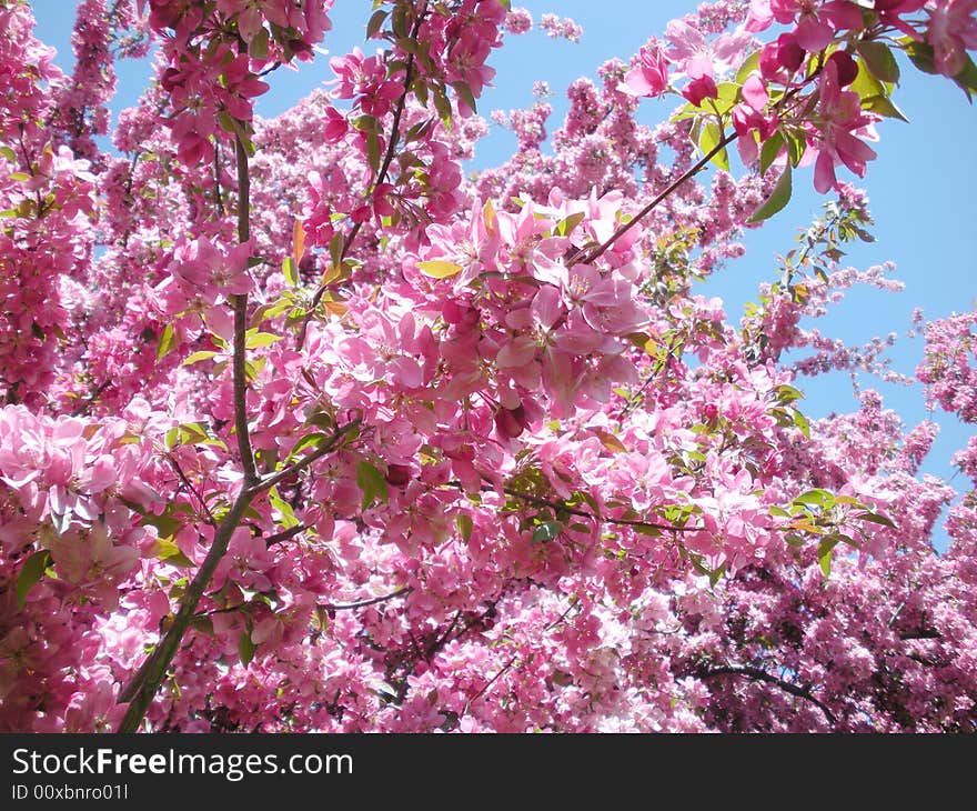 Pink Tree