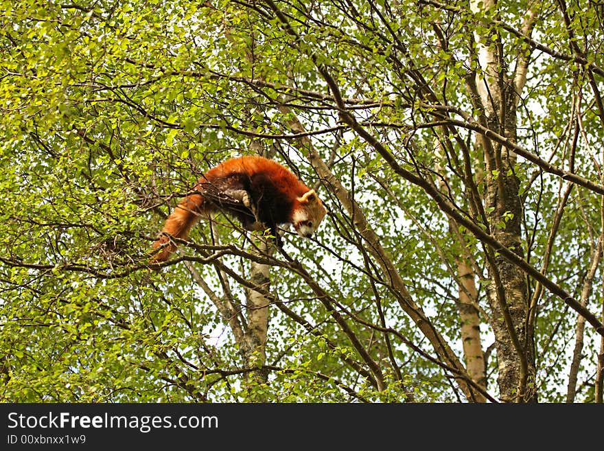 Photograph of a red panda