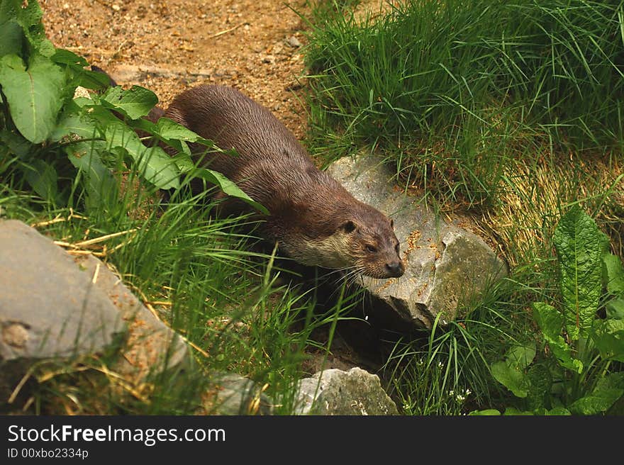 Photograph of a European Otter