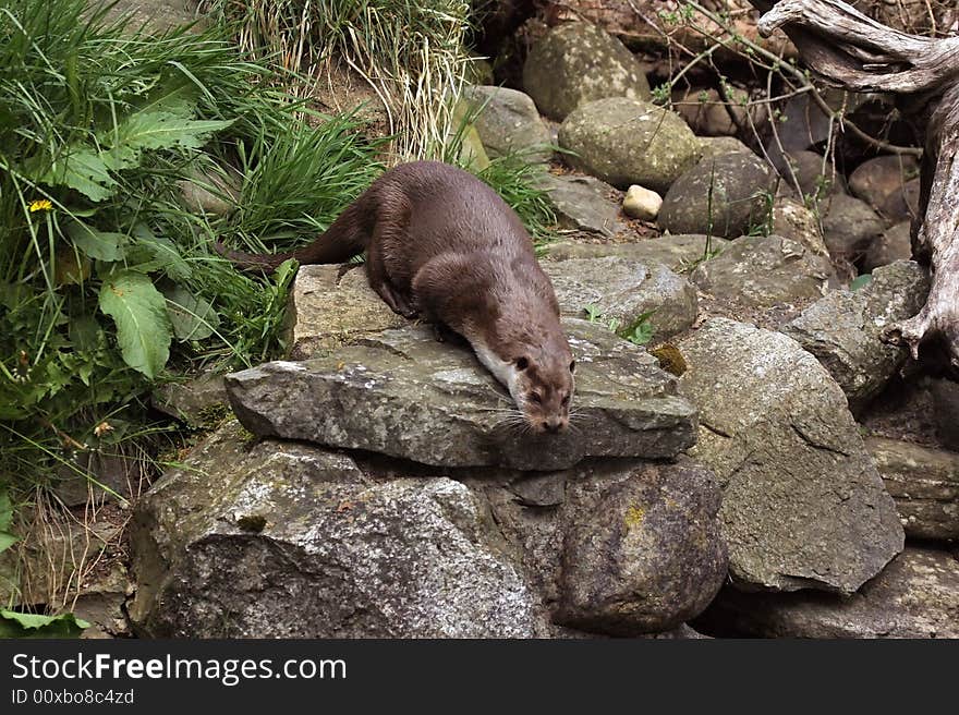 Photograph of a European Otter