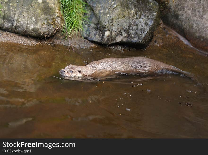 Photograph of a European Otter