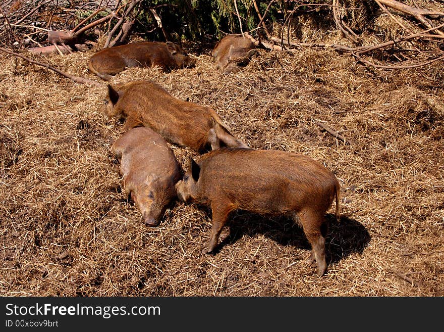 Photograph of Wild Boar family