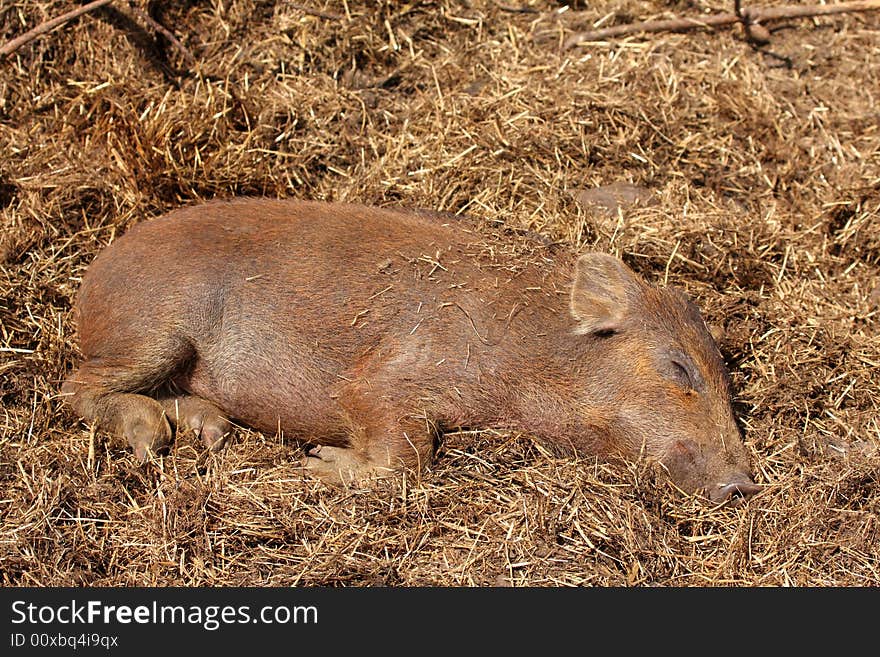 Photograph of Wild Boar sleeping