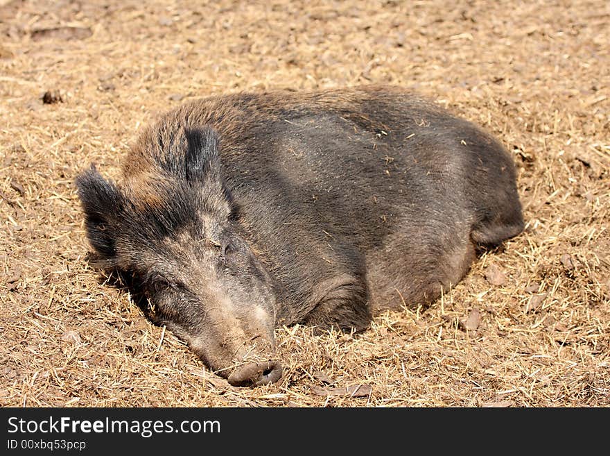 Photograph of Wild Boar sleeping