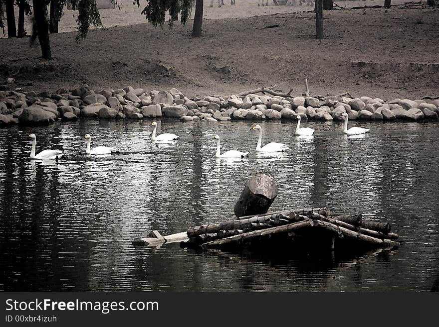 7 swans in a lake