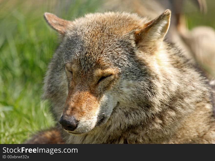 European Grey Wolf - Canis lupus lupus