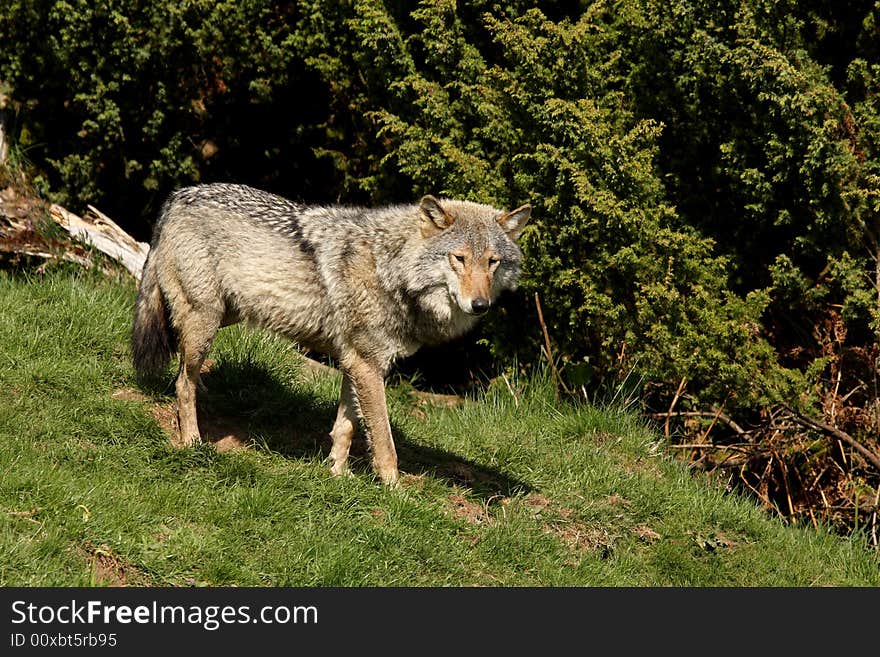 EUROPEAN GREY WOLF - Canis lupus lupus