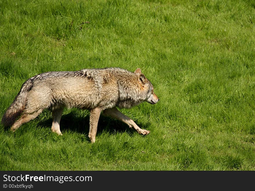 EUROPEAN GREY WOLF