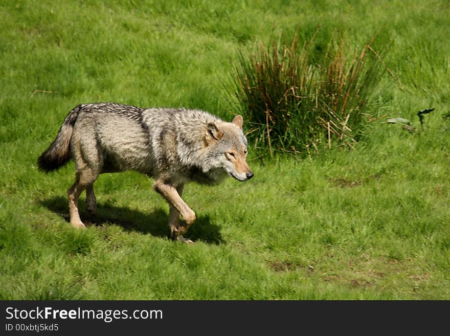 EUROPEAN GREY WOLF