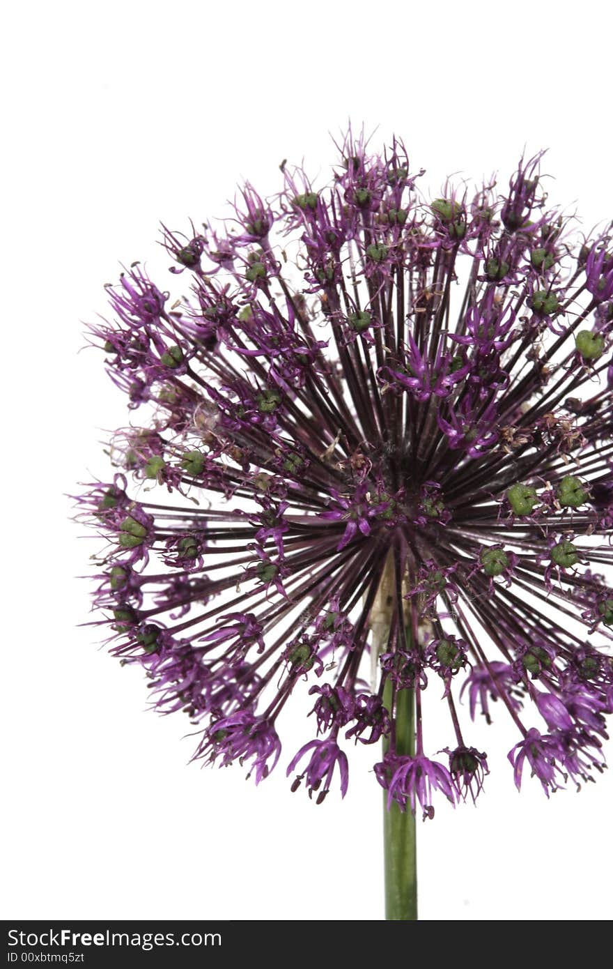 Allium