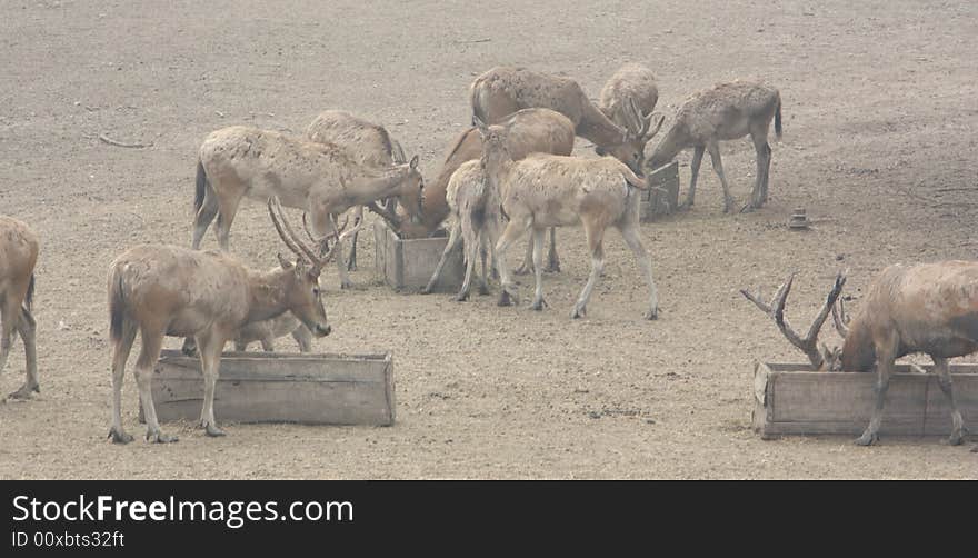 A family of elks eating food