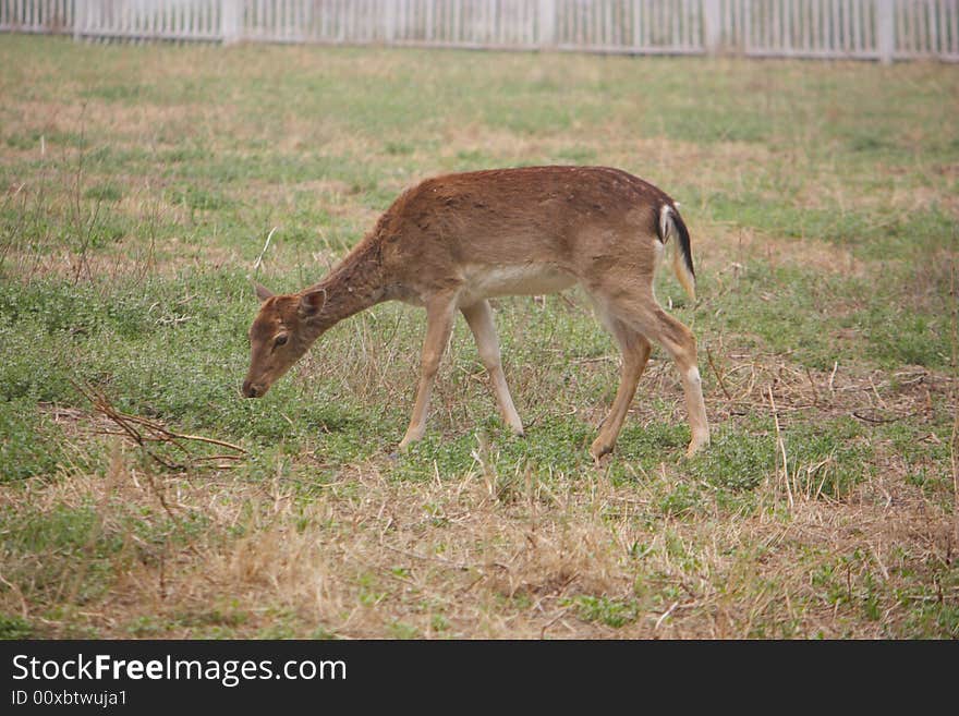 A very young deer alone. A very young deer alone