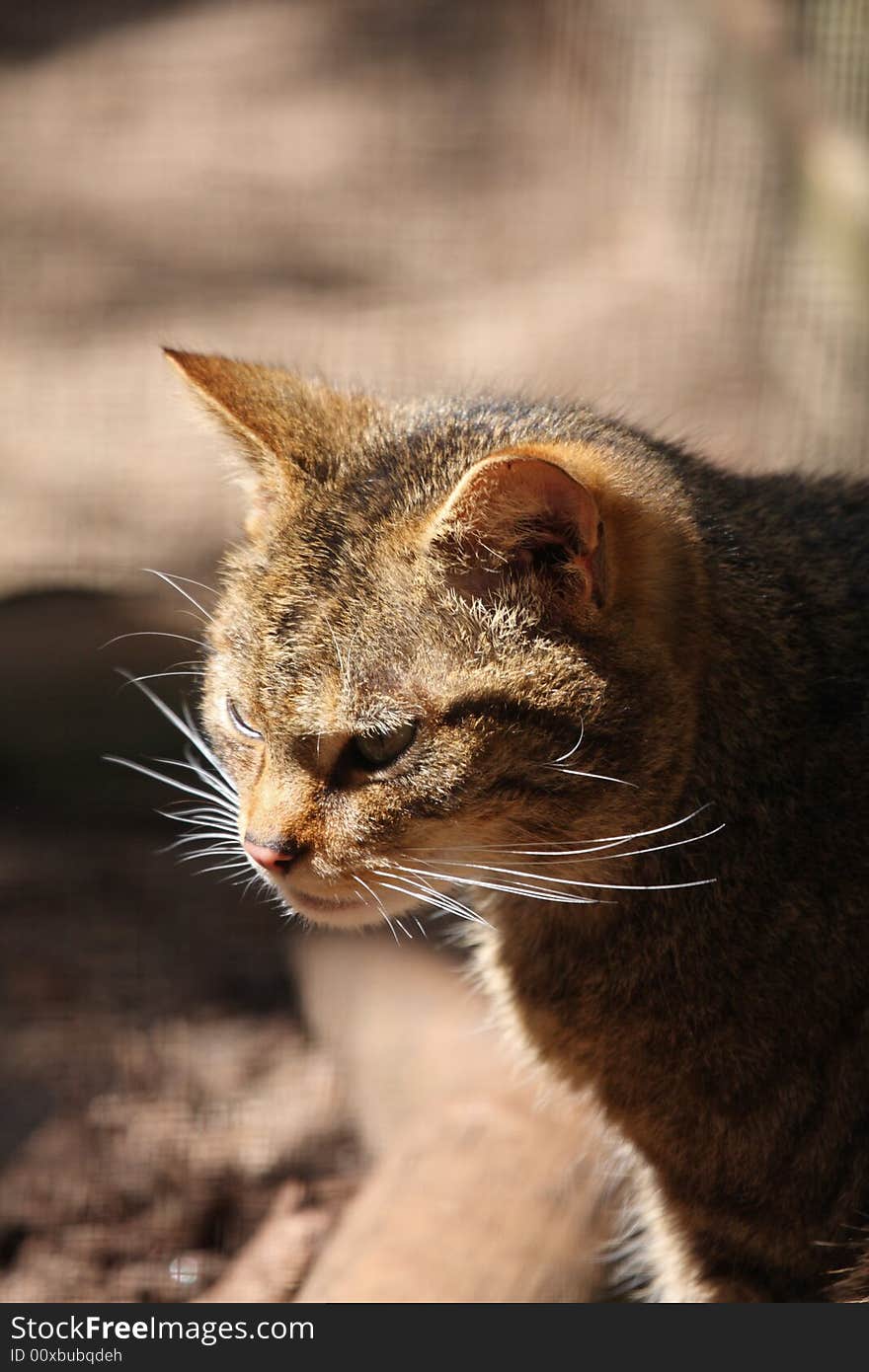 Scottish Wild Cat, Wildcat, Felis sylvestris grampia