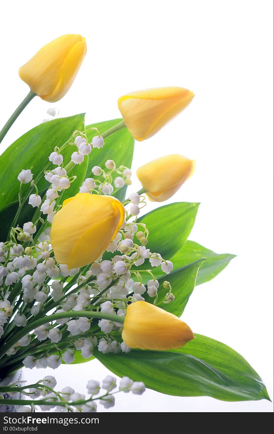Tulips on white background