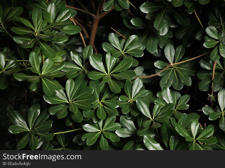 Green leaves background texture at night