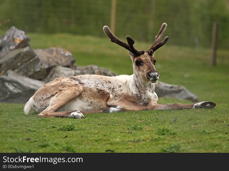 Photo of a Red Deer