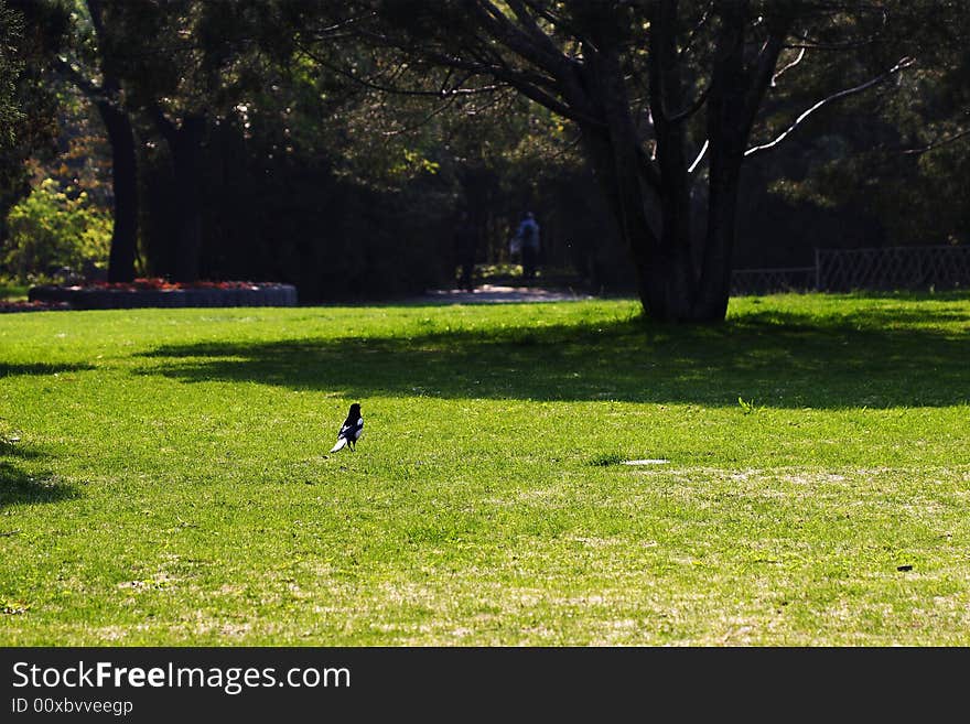 In spring, a bird rest at a lawn. Use Canon20D with EF 100/2.8 Macro USM at 100mm F4.5 1/500s ISO100 -0.67ev. In spring, a bird rest at a lawn. Use Canon20D with EF 100/2.8 Macro USM at 100mm F4.5 1/500s ISO100 -0.67ev.