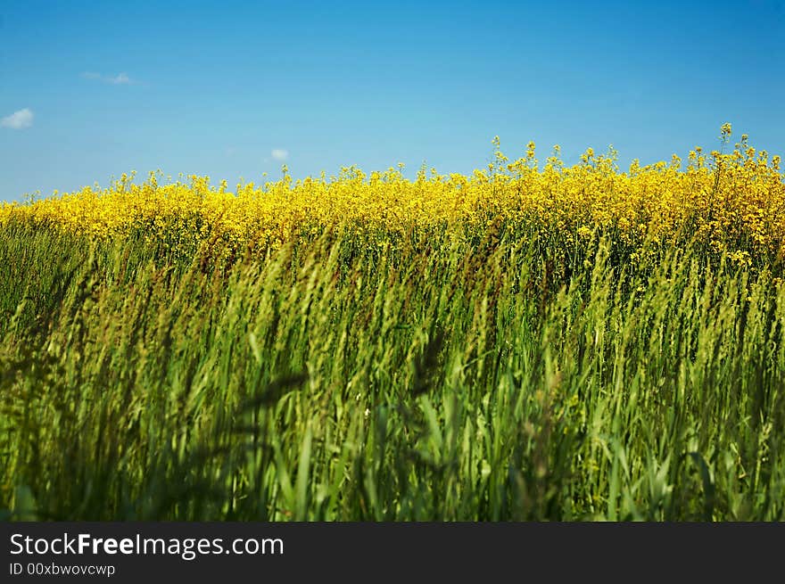 An image of yellow field of rape