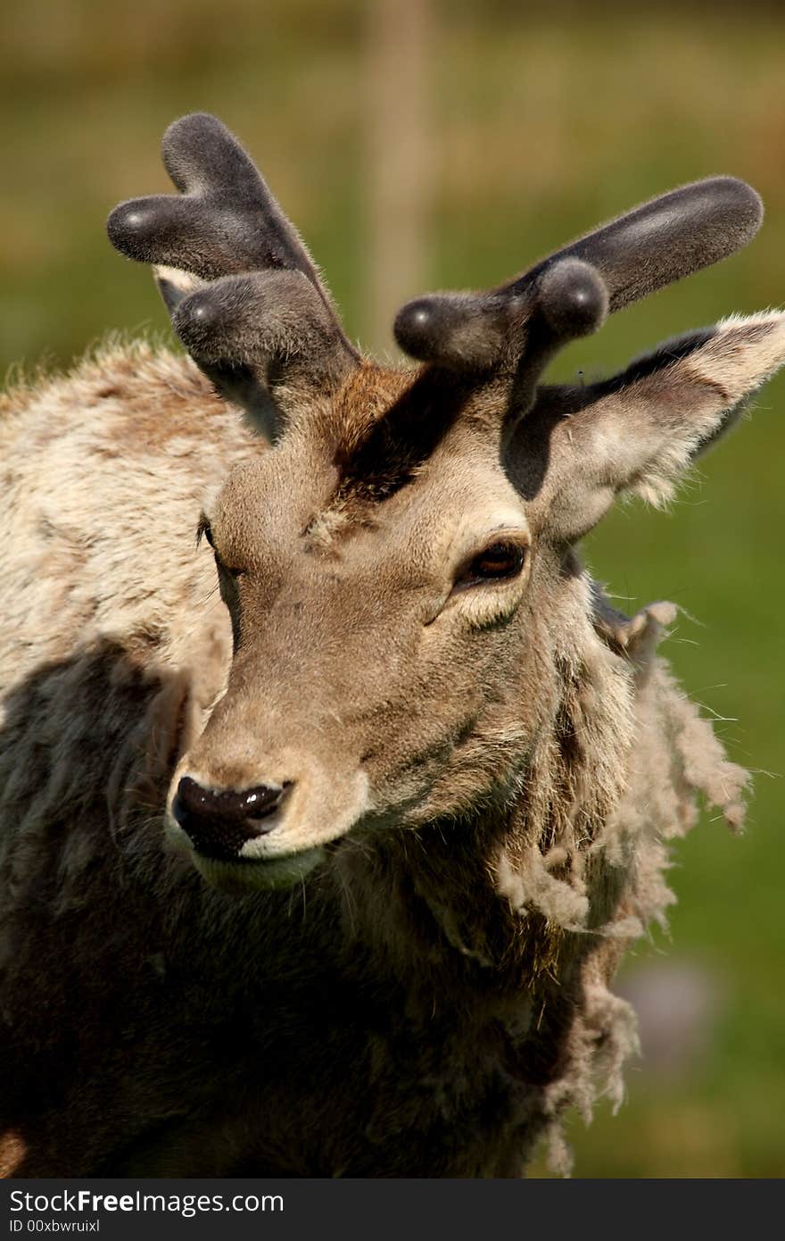 Photo of a Red Deer