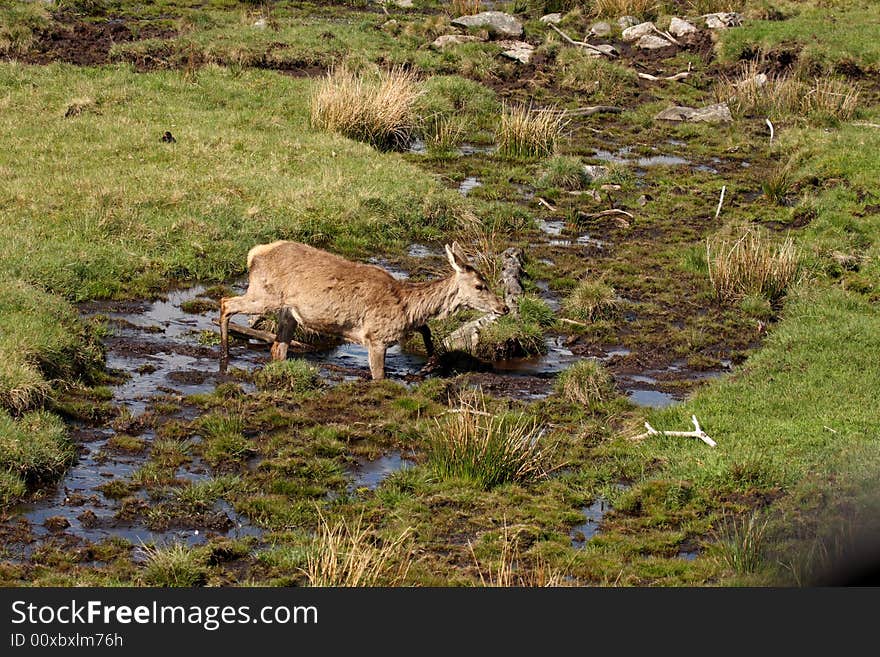 Photo of a Red Deer