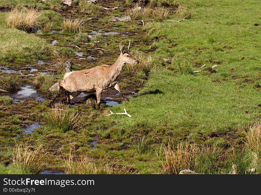 Photo of a Red Deer