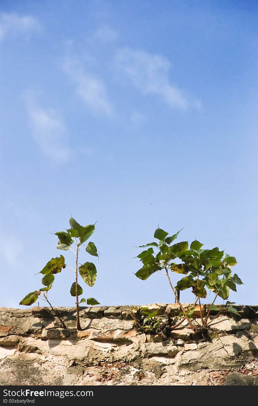 Small tree startups on a wall. Small tree startups on a wall