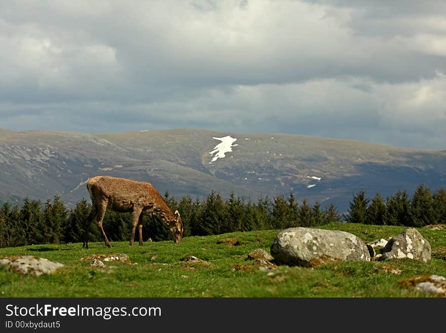 Photo of a Red Deer