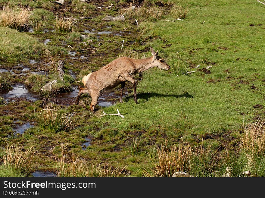 Photo of a Red Deer