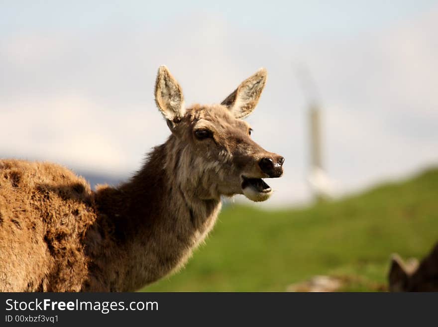 Photo of a Red Deer