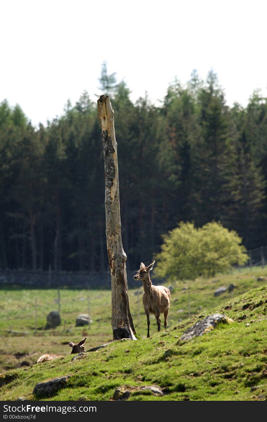 Photo of a Red Deer