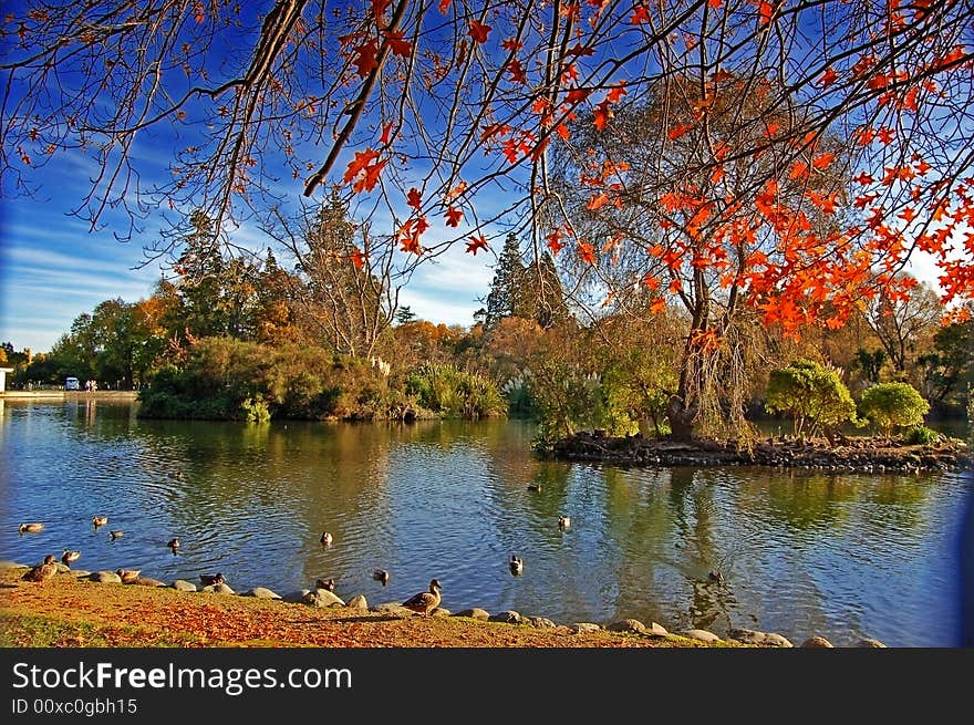 Duckpond