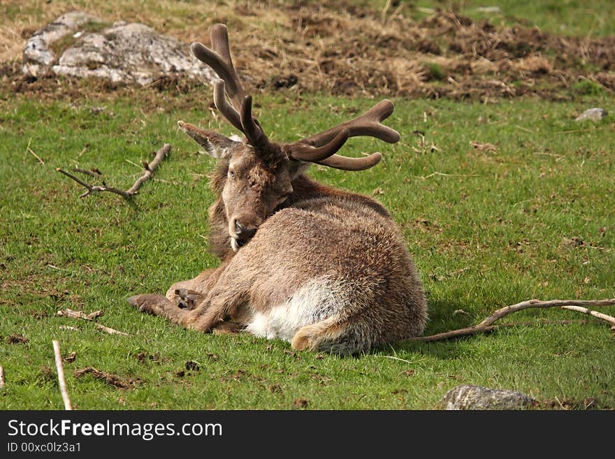 Photo of a Red Deer