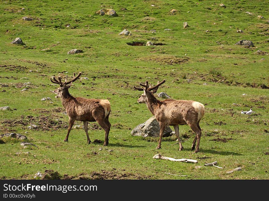 Photo of a Red Deer